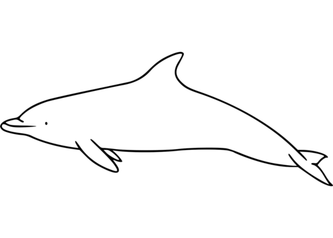 Atlantic Spotted Dolphin Coloring Page